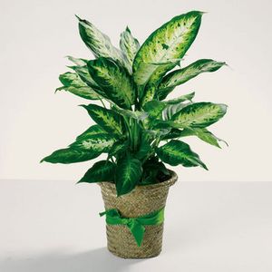 Delightful Dieffenbachia  in Gap PA, Fuller's Floral & Gift Shoppe